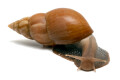 Lissachatina fulica Madagascar adult